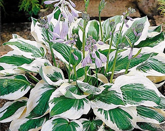 Hostas - Green and White Variegated 'Patriot Hosta' or similar variety (Bare Root live plant)