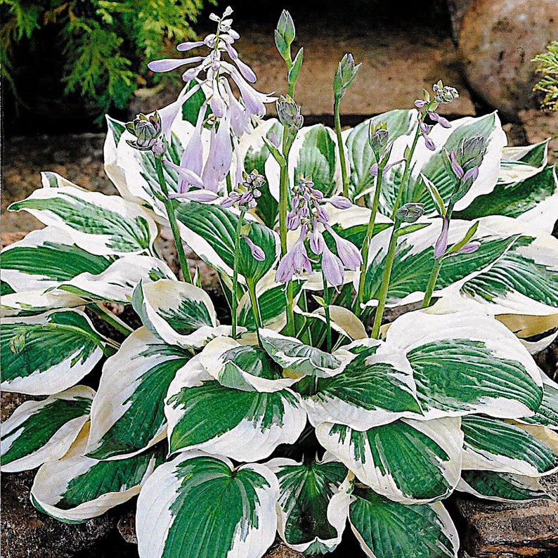 Hostas Green and White Variegated 'Patriot Hosta' or similar variety Bare Root live plant Pack of 6