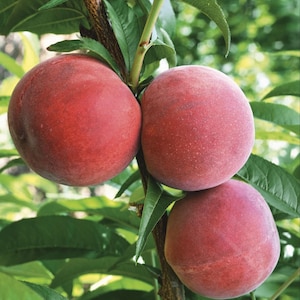 Variedades para injerto - Esquejes de árboles frutales: Melocotonero Flamin' Fury JUMBO, Melocotonero Elberta + Melocotonero Belle of Georgia (5) PAQUETE DE CINCO