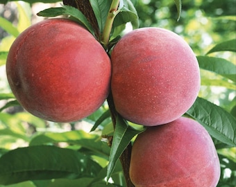 Madera de vástago para injertar - Esquejes de árboles frutales: Flamin' Fury JUMBO Peach, Elberta Peach + Belle of Georgia Peach