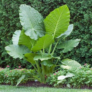 Alocasia Portora 'Upright Elephant Ear' *1 XL Live Bulb* (Portodora, Portadora, Portidora) Large Green Tropical Perennial Plant image 2