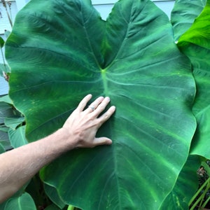 Colocasia esculenta 'Jack's Giant' 1 Large Bulb elephant ear image 8