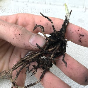10-Pack Royal Standard Hosta – Green Leaf Bare Root Plant image 9