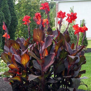 Bulbo de Canna-da-Índia Vermelho Escuro: Musifolia, planta tropical.