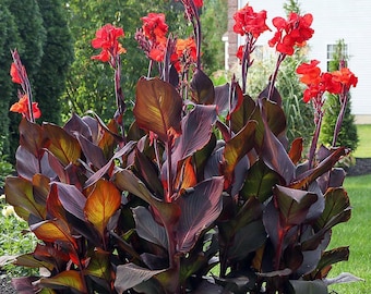 Bulbo de lirio de canna rojo oscuro: Planta tropical Musifolia