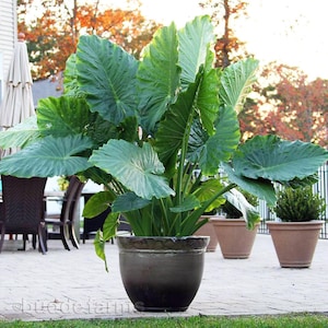 Alocasia Portora 'Upright Elephant Ear' *1 XL Live Bulb* (Portodora, Portadora, Portidora) Large Green Tropical Perennial Plant image 7