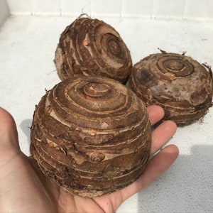Elephant Ear Plant - Bulbs - Your Choice of Size: Small, Large, and XL
