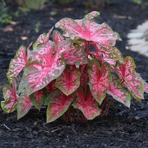 Rare caladium - Etsy 日本