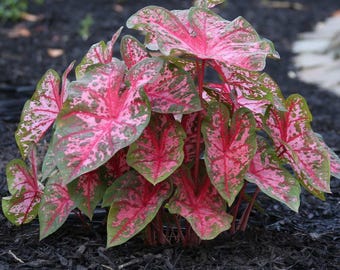 Caladium Pink (eine Zwiebel gemischte Sorte)