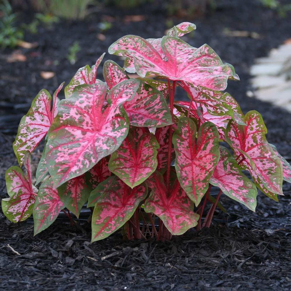 Rare caladium - Etsy 日本