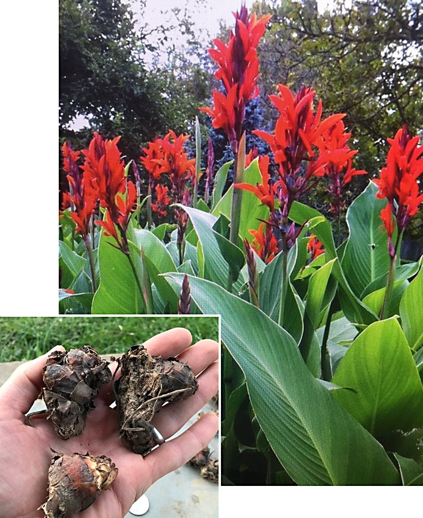 live canna plants for sale