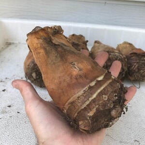 Alocasia Portora 'Upright Elephant Ear' *1 XL Live Bulb* (Portodora, Portadora, Portidora) Large Green Tropical Perennial Plant image 3