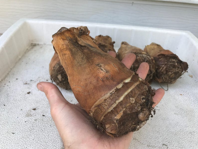 Alocasia Portora 'Upright Elephant Ear' *1 XL Live Bulb* (Portodora, Portadora, Portidora) Large Green Tropical Perennial Plant image 3