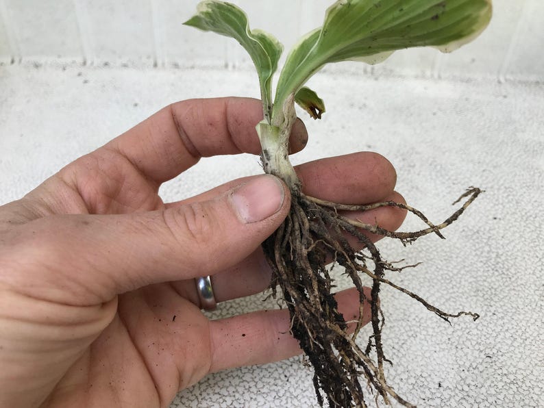 10-Pack Royal Standard Hosta – Green Leaf Bare Root Plant image 7
