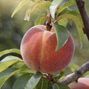 Peach cuttings - Peach Fruit Tree Wood - For Grafting or rooting (3-Pack) Variety: Flamin&#39; Fury Peach