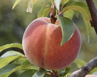 Peach cuttings - Peach Fruit Tree Wood - For Grafting or rooting (3-Pack) Variety: Flamin' Fury Peach