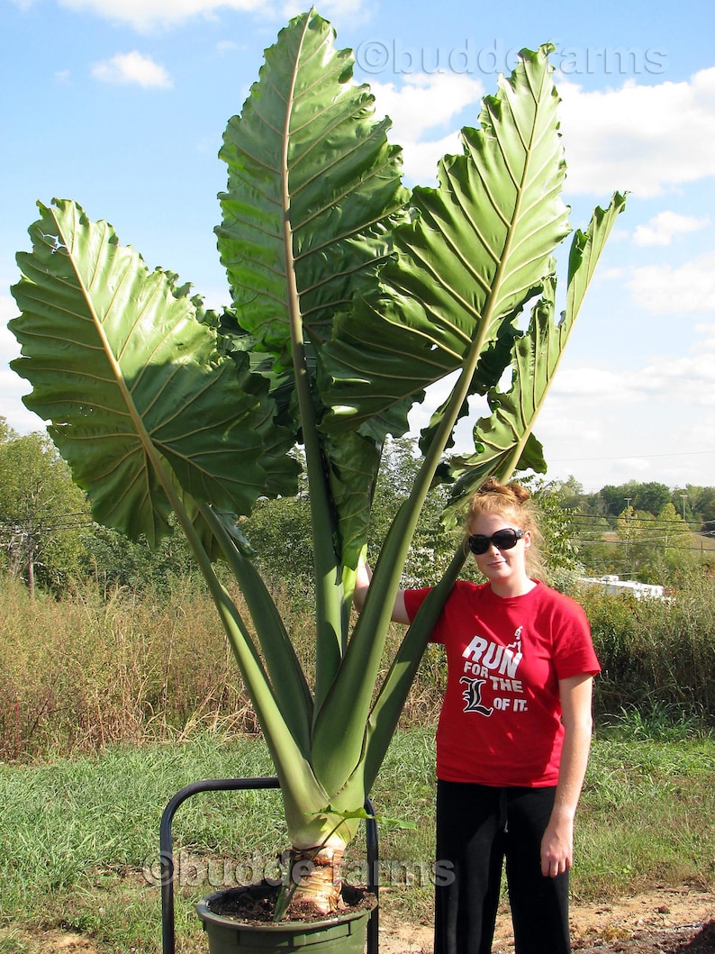 Alocasia Portora 'Upright Elephant Ear' *1 XL Live Bulb* (Portodora, Portadora, Portidora) Large Green Tropical Perennial Plant image 1