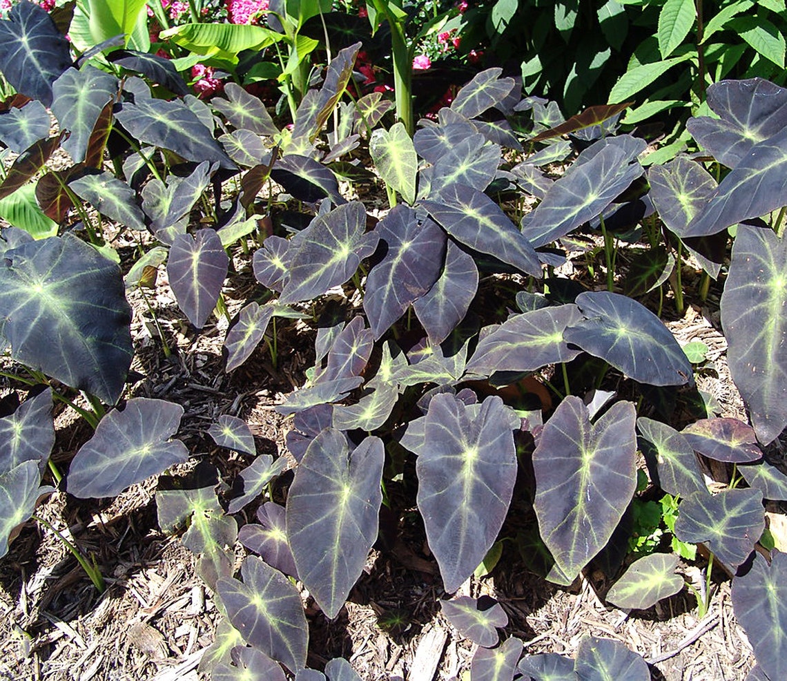 Elephant Ear Bulb Black Beauty Variety Black Magic aka - Etsy