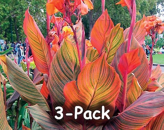 Tropicanna® Canna Lilien-Glühbirne (3er-Pack) drei Stück