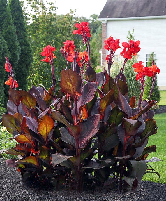 Canna Lily Bulbs Dark Red/purple Musifolia Large Tropical Plant W