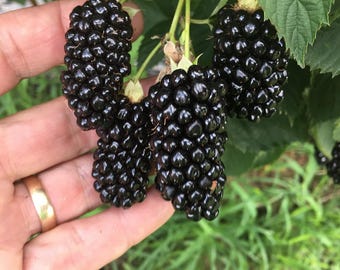 Puede incluir: Un racimo de moras negras maduras y brillantes que cuelgan de una enredadera verde. Las bayas tienen una superficie texturizada y llena de bultos compuesta por muchas pequeñas drupas. La fruta es oscura, brillante y carnosa.