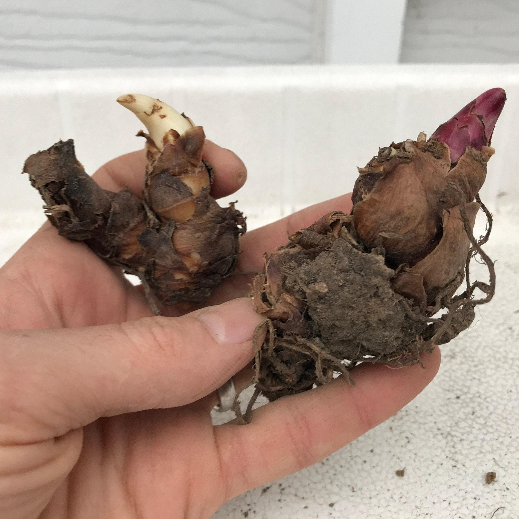 生きたカンナの球根 - エキゾチックな熱帯植物 赤い花 大きな緑の葉