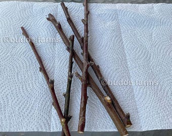 Rotes Maulbeerbaumholz zum Pfropfen - Steckling von Obstbaum (Morus rubra) *Weiblich