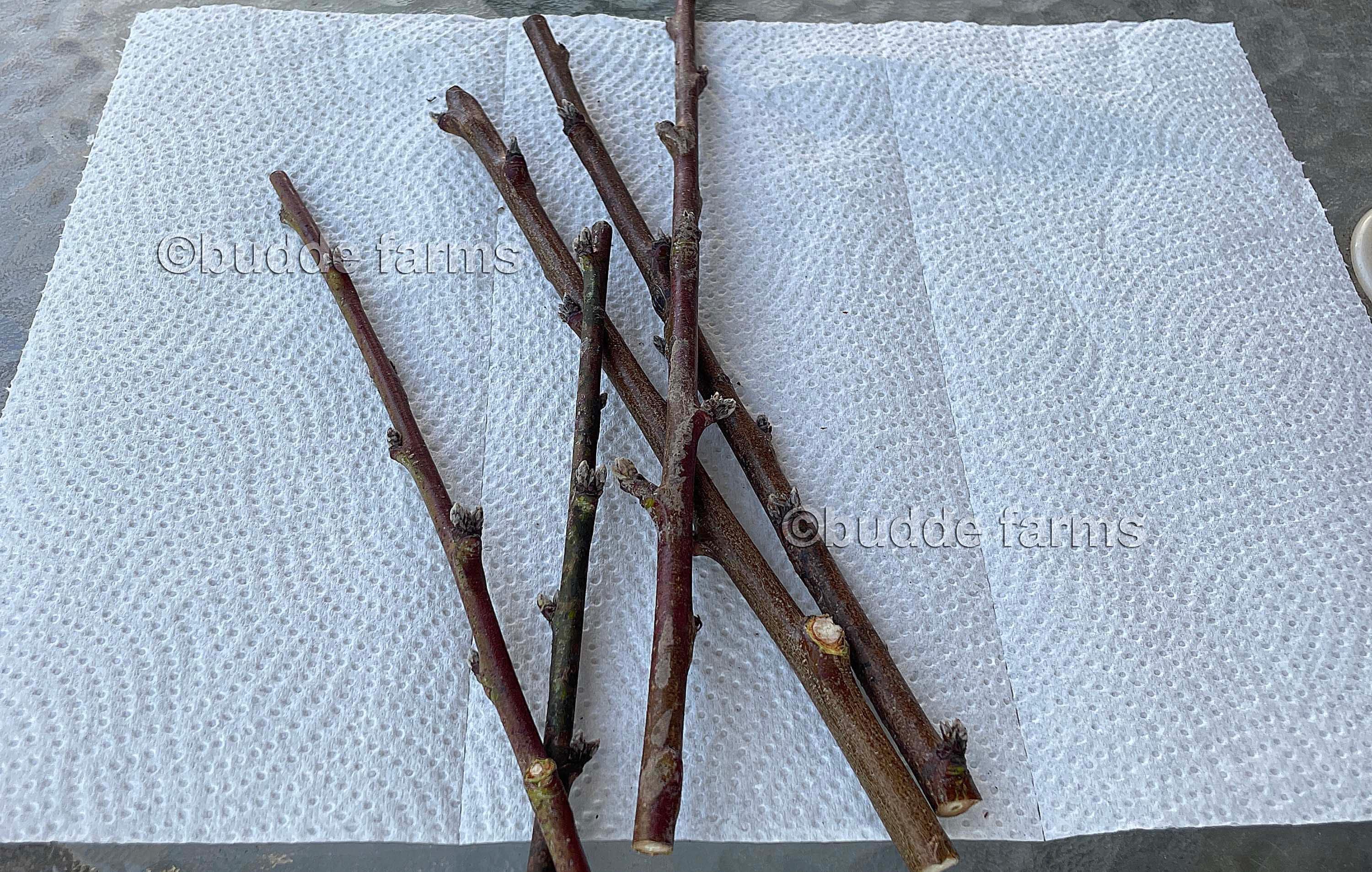 接木用の赤桑の穂木 - 果樹の挿し木（Morus rubra）*雌 - Etsy 日本