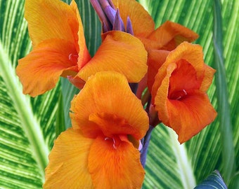 Tropicanna Gold Canna Bulbs/Rhizomes/Tubers (Canna lily indica striped variegated) aka Pretoria 'Bengal Tiger' - 1 Live Bulb