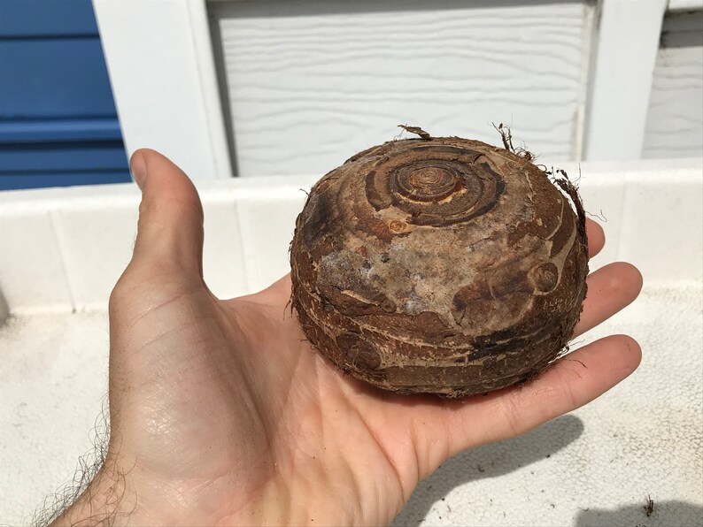Elephant Ear Bulbs GIANT and MAMMOTH SIZES Available Etsy