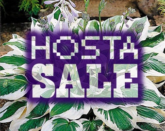 HOSTAS - CLEARANCE SALE (Green and white variegated/striped leaf + White flowers)