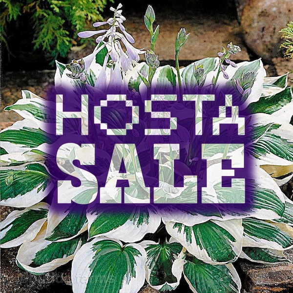 HOSTAS - CLEARANCE SALE (Green and white variegated/striped leaf + White flowers)