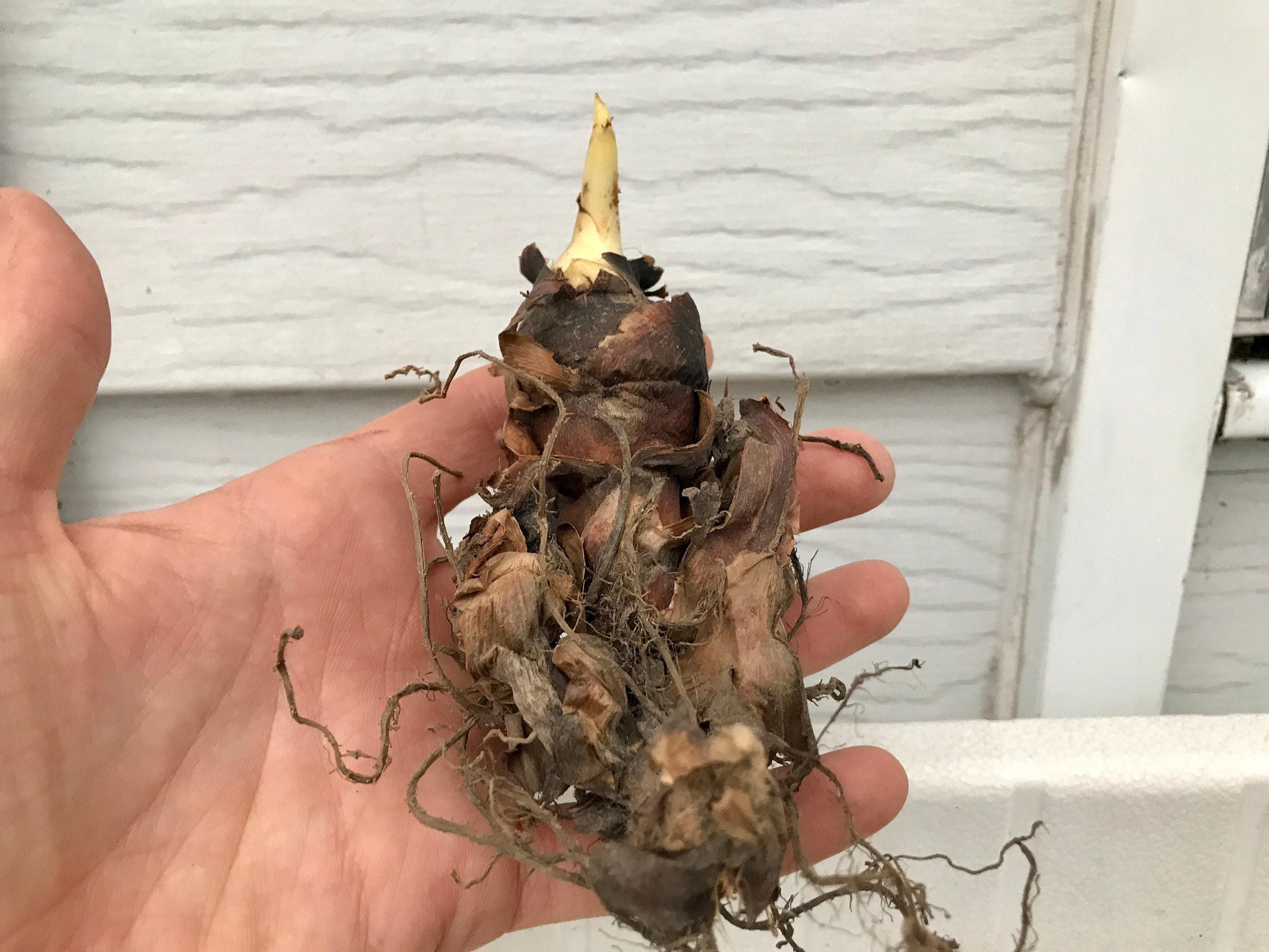 生きたカンナの球根 - エキゾチックな熱帯植物 赤い花 大きな緑の葉