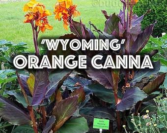 Rare Orange Canna Lily Bulb - Wyoming® Canna **FREE SHIPPING** BUY 5 Get 1 Free!