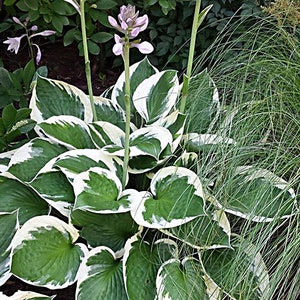 Hostas Green and White Variegated 'Patriot Hosta' or similar variety Bare Root live plant image 3