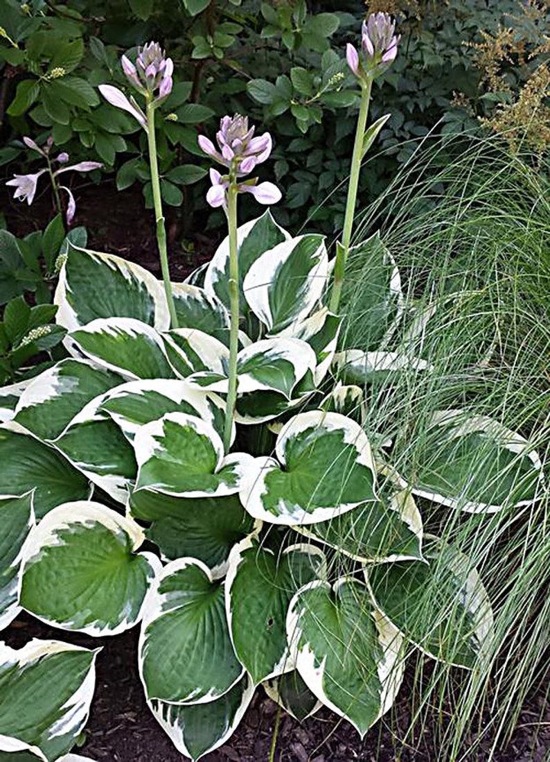 Hostas Green and White Variegated 'Patriot Hosta' or similar variety Bare Root live plant image 3