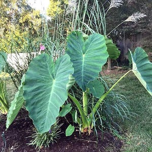 Bulbos de oreja de elefante -¡SÚPER OFERTA DE VERANO!- (1 bulbo pequeño/mediano)