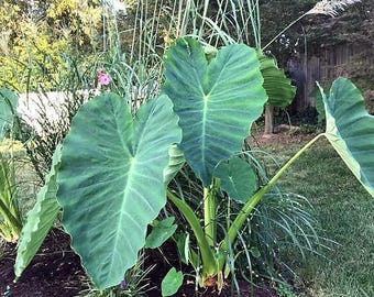 Elefantenohrbirnen -SUPER SUMMER SALE - (1 Sm / Med-Glühbirne)