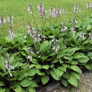 Royal Standard Hosta Pflanze - Grünes Blatt, Weiße Blume (Nackte Wurzel) Bild 7