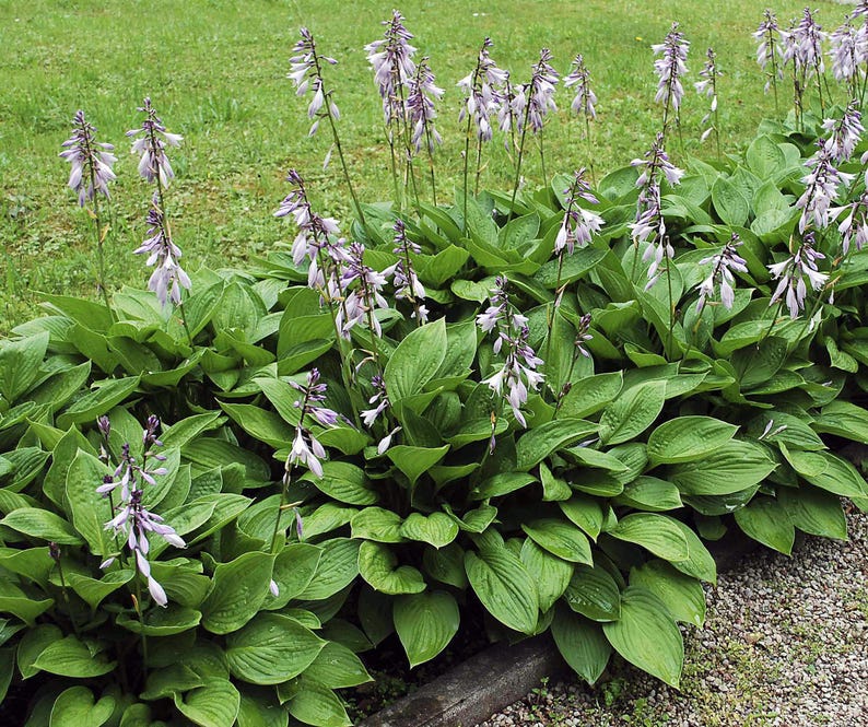 Royal Standard Hosta Pflanze - Grünes Blatt, Weiße Blume (Nackte Wurzel) Bild 7