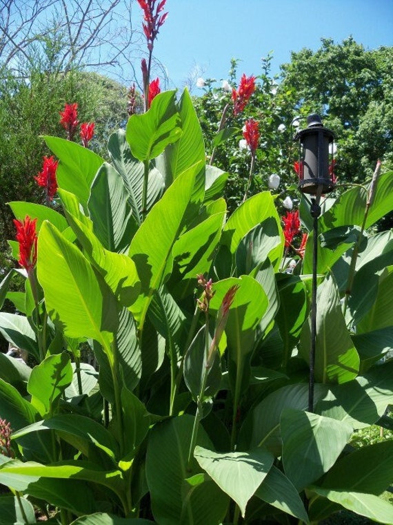 Tropical Canna Plant