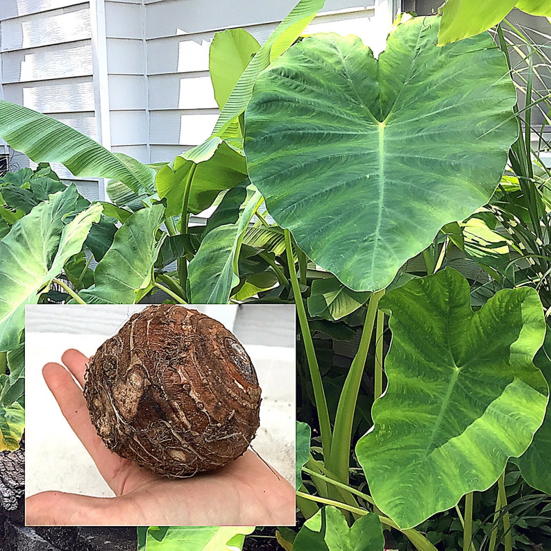 Jumbo Giant Elephant Ear Bulb 1 Large Lg LIVE Bulb Etsy