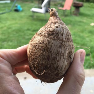 Olifantsoorbol - middelgroot groen blad - snelgroeiende prachtige tropische plant (Taro Kalo Eddo Colocasia Esculenta Gabi) *Koop 5 en krijg 1 gratis