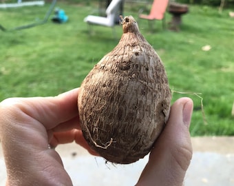 Bulbo de oreja de elefante - Hojas verde medio - Hermosa planta tropical de rápido crecimiento (Taro Kalo Eddo Colocasia Esculenta Gabi) *¡Compra 5 y llévate 1 gratis!