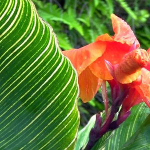 Pretoria Bengal Tiger Premium Canna Lily Bulbs (1 bulb) Large tropical plant, Orange flowers, Garden & Landscaping (Hummingbirds love them!)