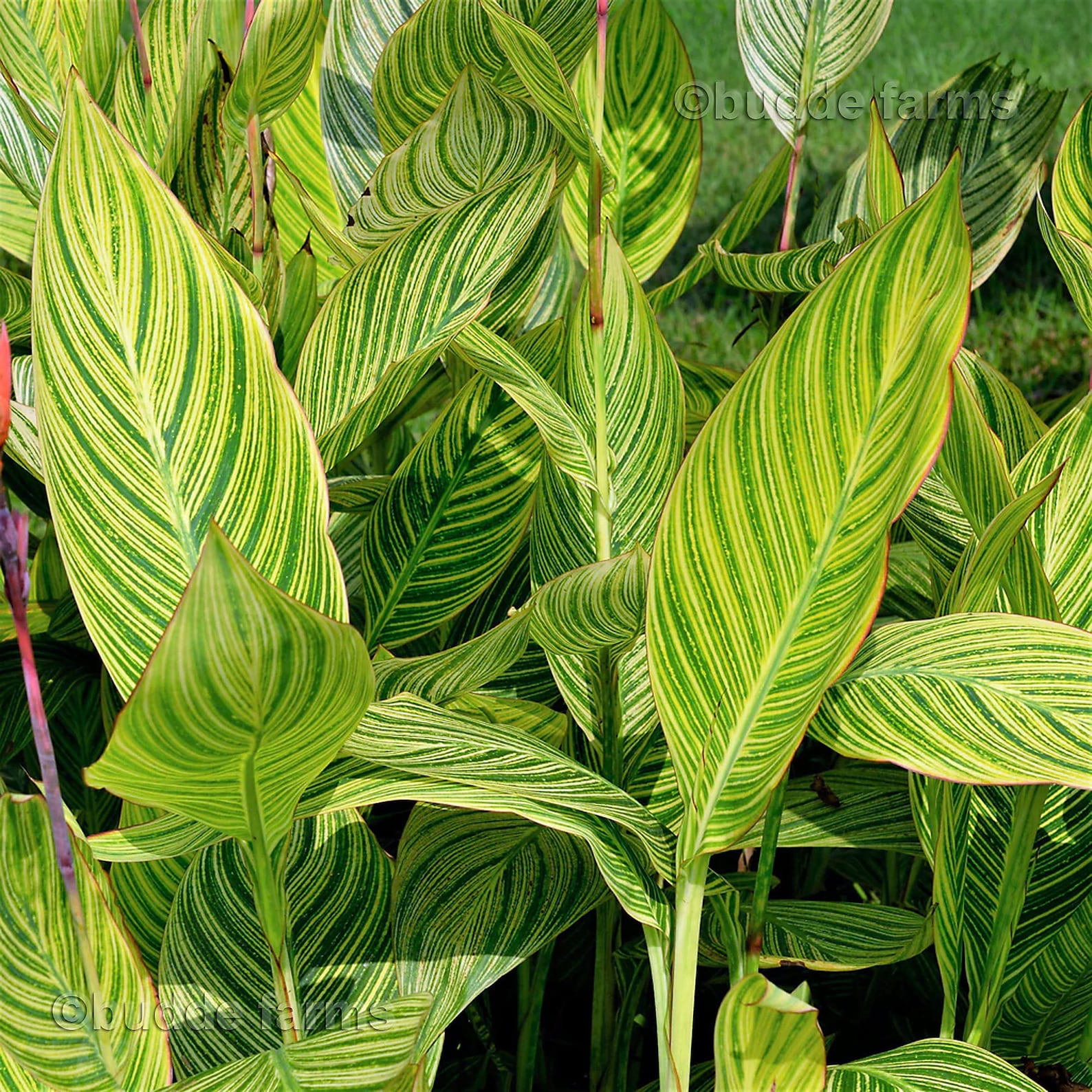 Pretoria Bengal Tiger Premium Canna Lily Bulbs 1 Bulb Large Etsy