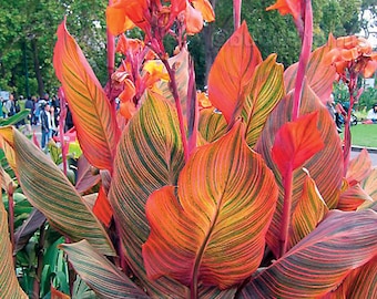 Canna Tropicanna Tropicana [1 Lebende Blumenzwiebel] - Vielfältige Canna Indica Phasion Durban