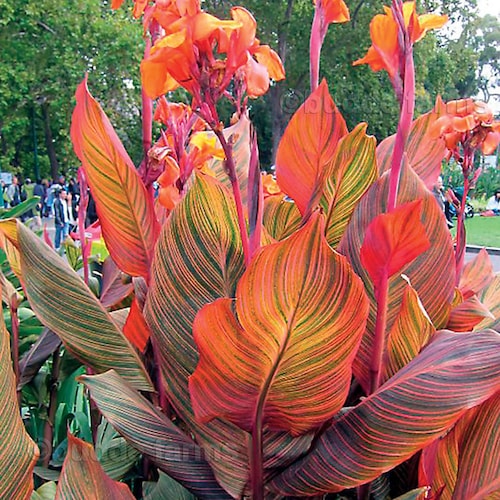 Canna Tropicanna Tropicana [1 Live Bulb] - Variegated Canna Indica