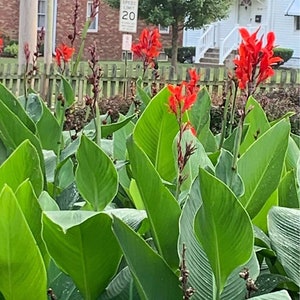 3 Red Canna Lily Indian Canna Indica Shot Bulbs Root Rhizomes image 1