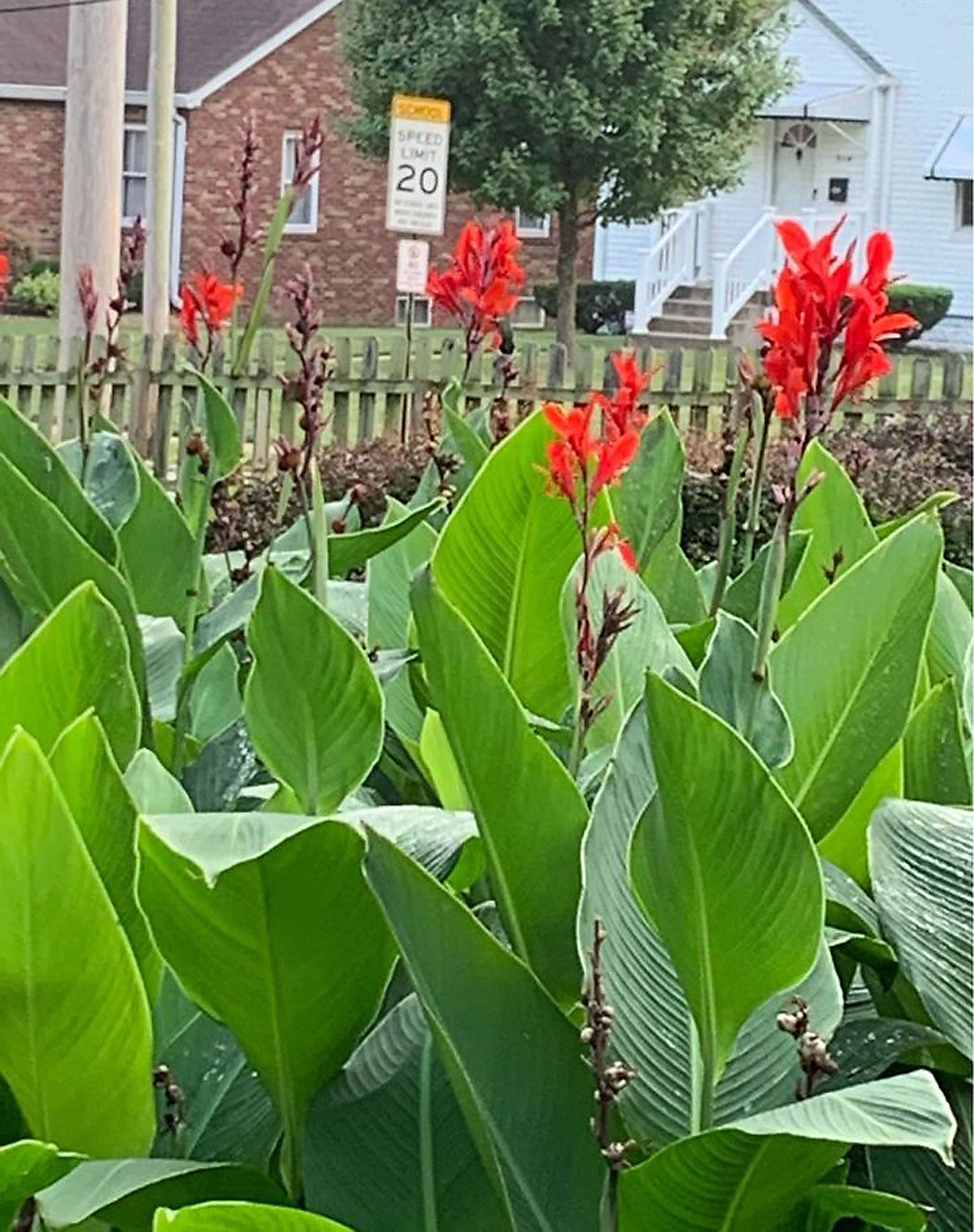 3 Red Canna Lily Indian Canna Indica Shot Bulbs Root rhizomes